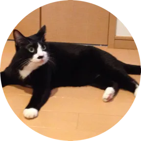 ねこねこエンジニア